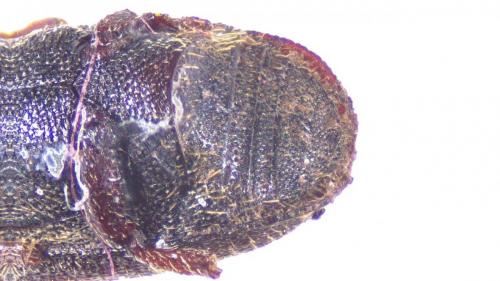 Scolytus intricatus